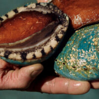 Ocean Road Abalone