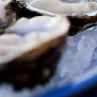 Pristine Oyster Farm